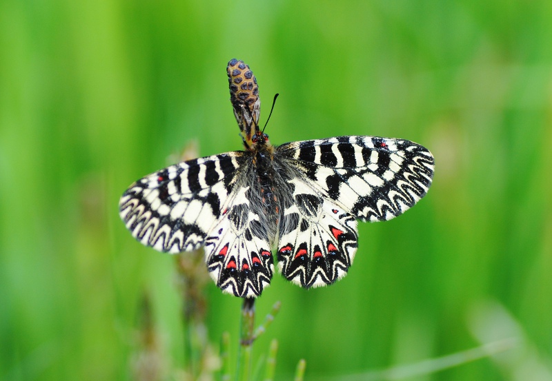 Zerynthia cassandra